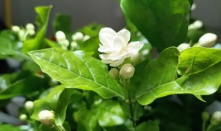 银丝茉莉什么时候开花 垂丝茉莉什么时候开花