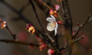 竹节梅花的养殖方法 竹叶梅的养殖方法