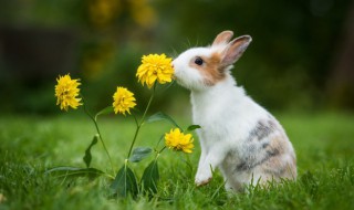 秋季如何养好种兔 冬季怎样养兔子