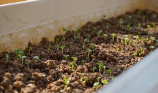 鸡毛菜的水培种植方法（鸡毛菜怎么种植方法如下）