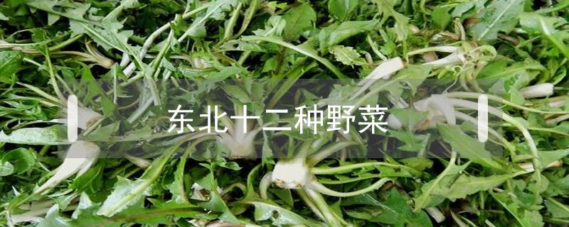 东北十二种野菜 东北十二种野菜图片