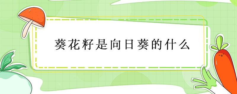 葵花籽是向日葵的什么 葵花籽是向日葵的什么是根还是果实