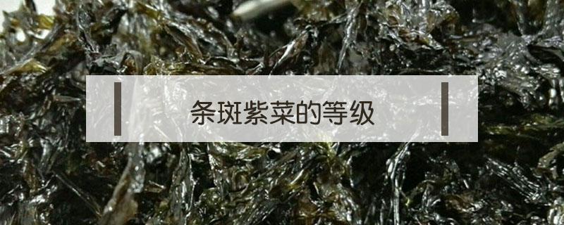 条斑紫菜的等级（条斑紫菜是什么）