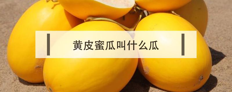 黄皮蜜瓜叫什么瓜（黄皮哈密瓜叫什么瓜）