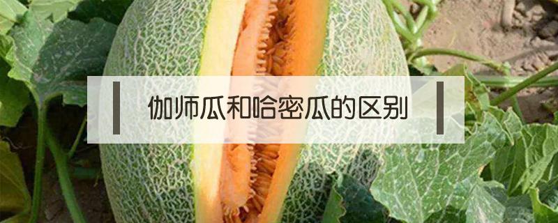 伽师瓜和哈密瓜的区别 伽师哈密瓜和哈密瓜的区别