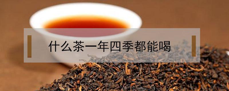 什么茶一年四季都能喝