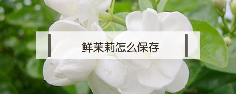 鲜茉莉怎么保存