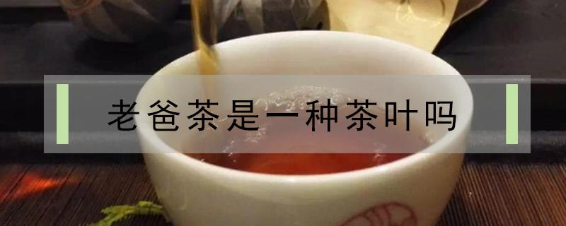 老爸茶是一种茶叶吗（老爸茶为什么叫老爸茶）