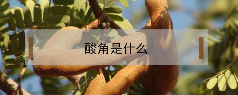 酸角是什么