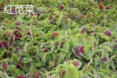 哪些野菜种植前景好 野菜种植一亩能挣多少钱