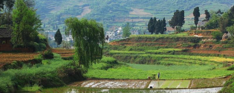 农村特色种植项目（农村特色种植项目申请程序）