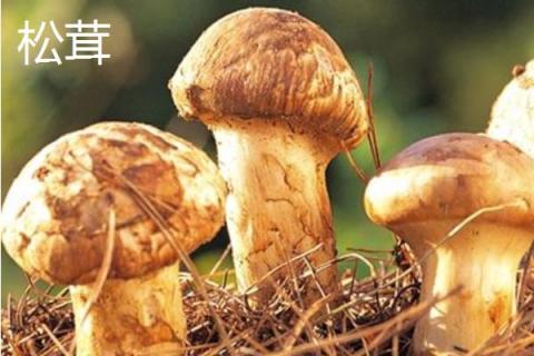 滑子菇、松茸、茶树菇之间的区别是什么 滑子菇价格多少钱一斤