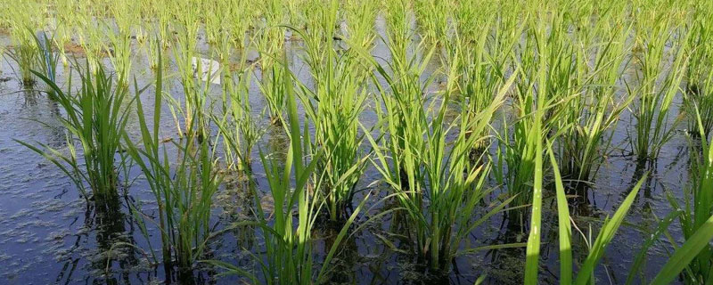 海水稻种植的条件，需在盐碱地种植 海水盐碱地种水稻