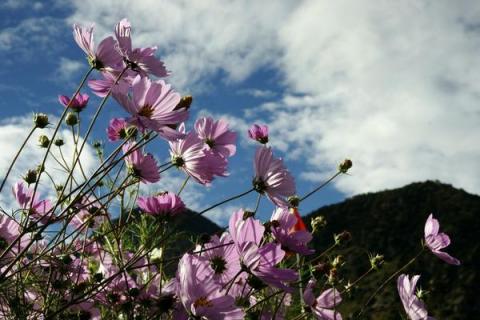 格桑花种植方法和时间