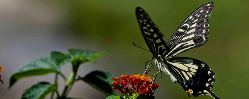 蝴蝶与蛾子的区别是什么（蝴蝶和蛾子的主要区别是什么?）