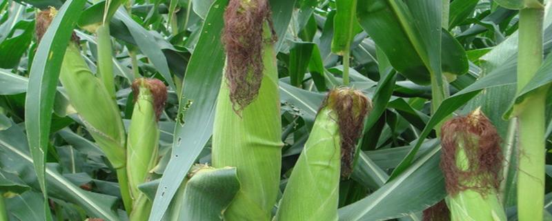 玉米生长周期多少天，附种植方法（玉米生长周期多少天成熟）