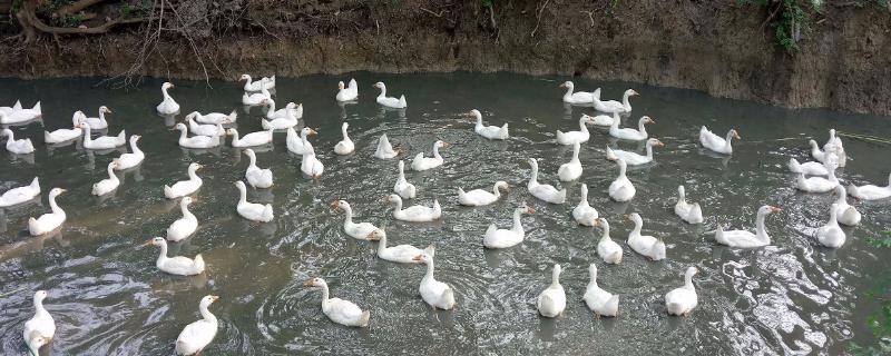 土霉素喂鹅防治什么病，土霉素多久吃一次