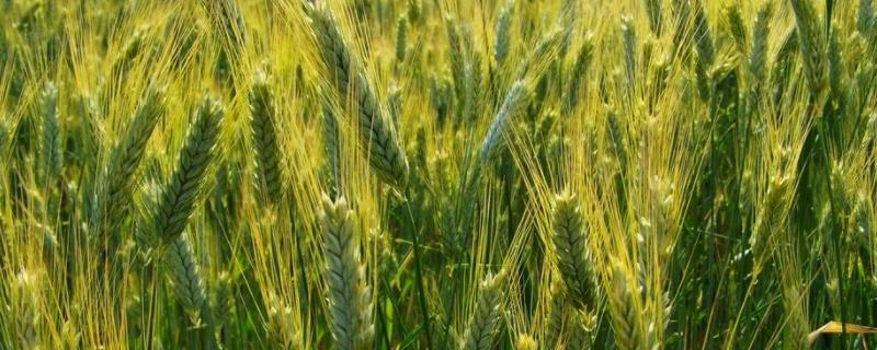 小麦种子可以种几年，可留种几代（小麦种子寿命一般是多少年）
