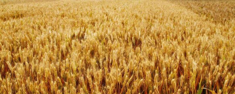 航麦501品种介绍 航麦501小麦种