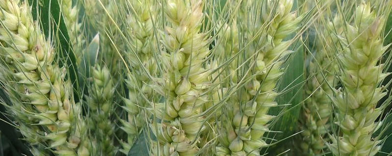 小麦种子胚细胞含量最多的化合物 小麦种子胚细胞含量最多的化合物是