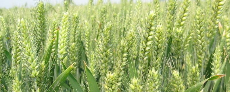 新疆农作物生产的现状（新疆农产品发展现状）