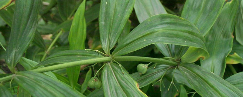 黄精块茎烂根怎么办 黄精块茎种植为什么容易烂