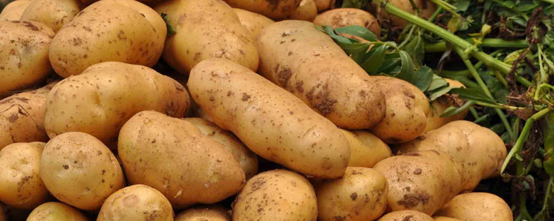 马铃薯可食用部分是根还是茎 马铃薯是吃的根还是茎