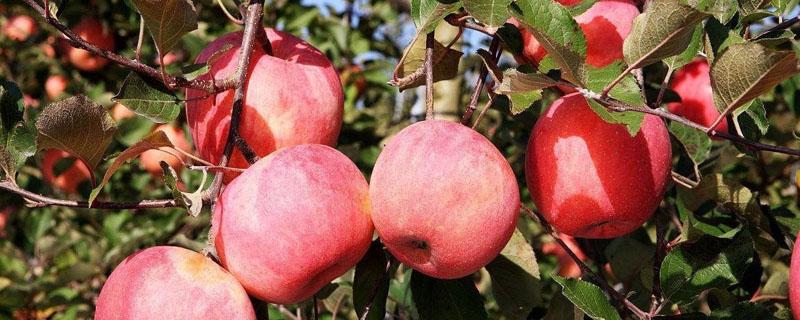 苹果树套完袋后什么时候喂肥 苹果套完袋什么时候追肥好