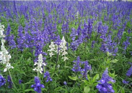 鼠尾草花期：花期长,花香迷人（鼠尾草开花期）