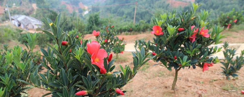 杜鹃红山茶花的养殖方法和注意事项 杜鹃红山茶花的养殖方法和注意事项视频