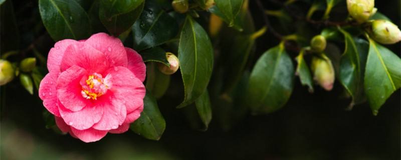 茶花叶子有锈斑怎么治（茶花叶子生锈斑怎么治）