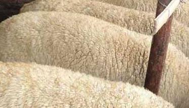 羊喂精料太多会导致酸中毒（羊吃精料过多酸中毒）