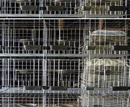 鸽子养殖户怎么选择鸽子养殖设备（鸽子养殖怎么样）