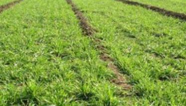 小麦湿害有哪些症状和危害? 小麦干旱有哪些症状