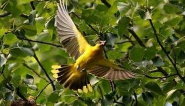 黄鹂鸟的人工饲养
