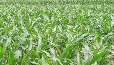 玉米高产栽培技术要点