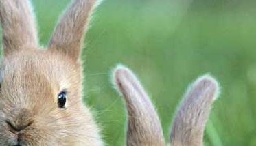 肉兔的养殖成本及经济效益分析 肉兔养殖户