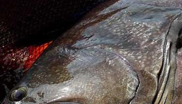 石斑鱼养殖－石斑鱼图片（石斑鱼观赏鱼怎么养）