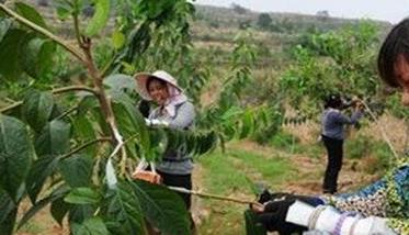 种植杜仲的整地方法