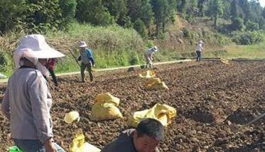 生姜如何施底肥（种植生姜怎样施底肥）