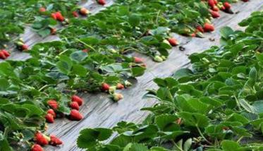 草莓的旺盛生长期