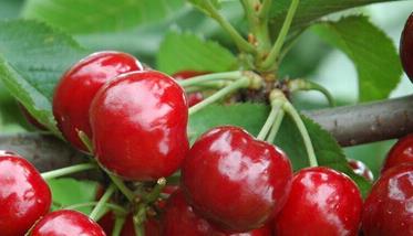樱桃的营养价值有哪些 樱桃的营养作用是什么