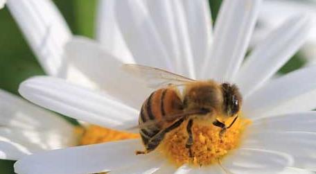 蜜蜂采的是花蜜还是花粉 蜜蜂是采花粉还是花蜜来酿造蜂蜜?