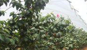 樱桃施肥管理须知－秋施基肥是关键 樱桃秋施什么化肥