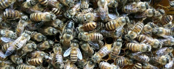 养蜜蜂需要什么条件（养蜜蜂的条件）