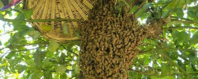 自然分蜂一般在什么时候 自然分蜂在几月份