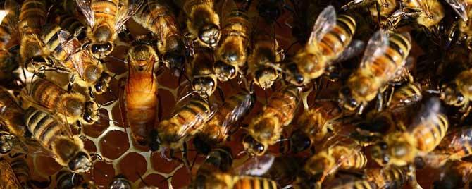 双王群蜜蜂会不会打架 双王群会不会导致分蜂