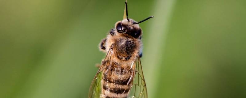 冬天有蜜蜂出来吗 冬天蜜蜂都去哪里了