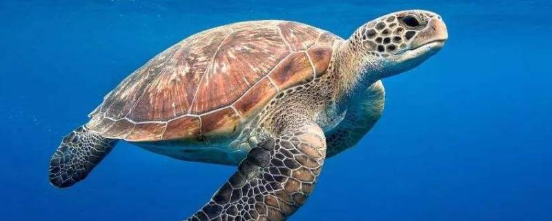 海龟长什么样子 海龟长什么样子?