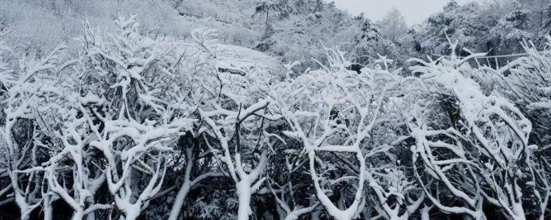 雪是什么状态的 雪是什么状态的化学